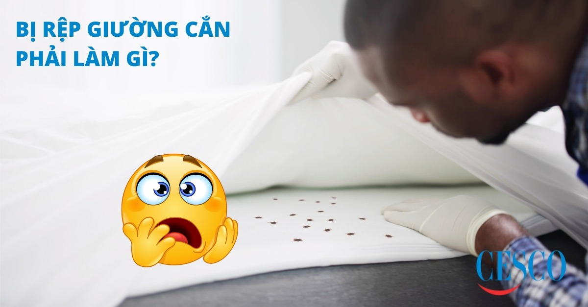 Rệp giường cắn có sao không?