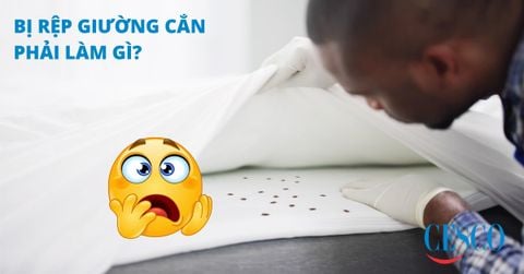 Rệp giường cắn có sao không?