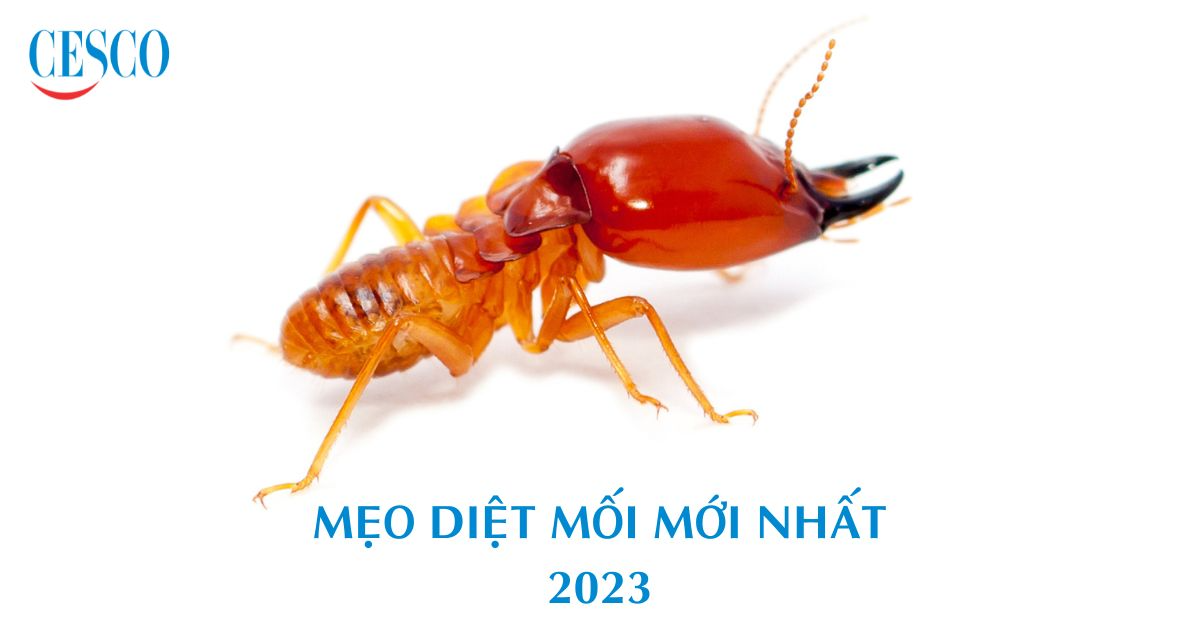 Tổng hợp mẹo diệt mối dân gian tại nhà hiệu quả ngay lần đầu