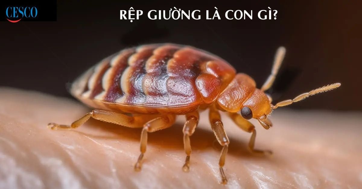 RỆP GIƯỜNG LÀ CON GÌ? VÌ SAO NHÀ CÓ RỆP GIƯỜNG?