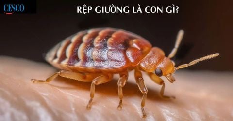 RỆP GIƯỜNG LÀ CON GÌ? VÌ SAO NHÀ CÓ RỆP GIƯỜNG?