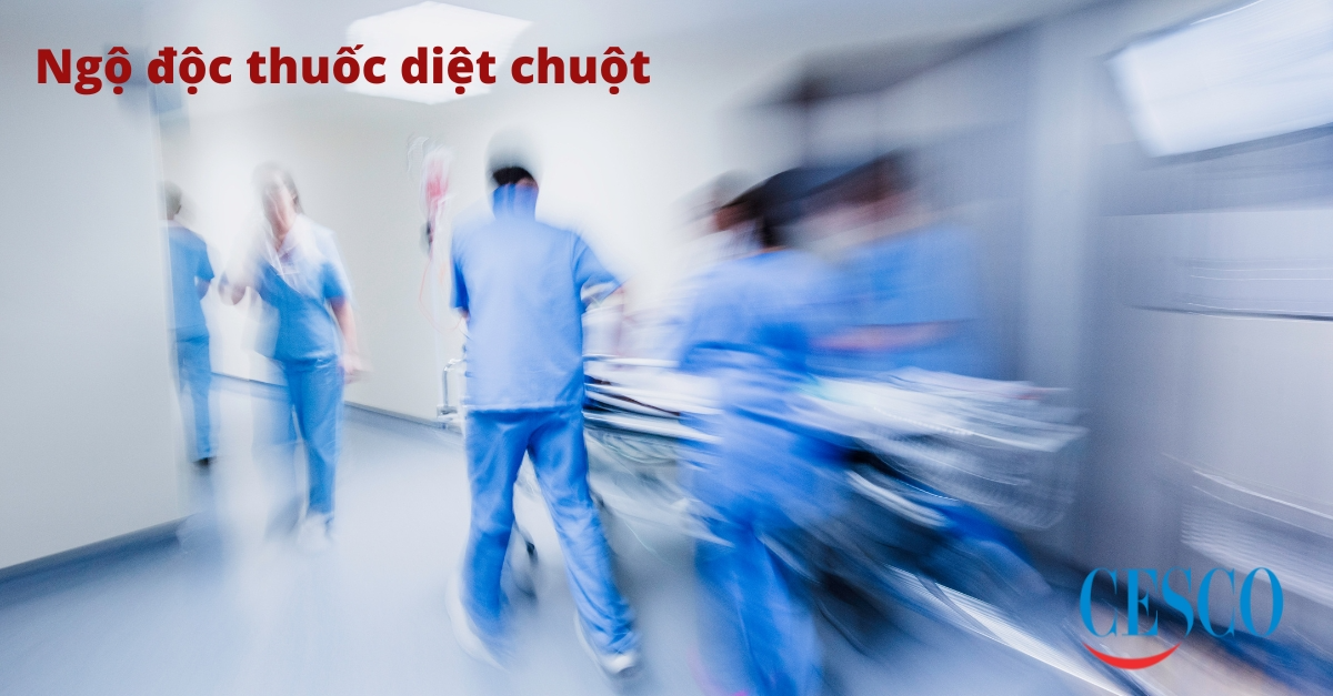 Thuốc diệt chuột kịch độc và những nhầm lẫn tai hại