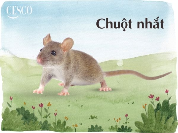 CHUỘT NHẮT LÀ CON GÌ | PHÂN BIỆT CHUỘT NHẮT VÀ CHUỘT CỐNG