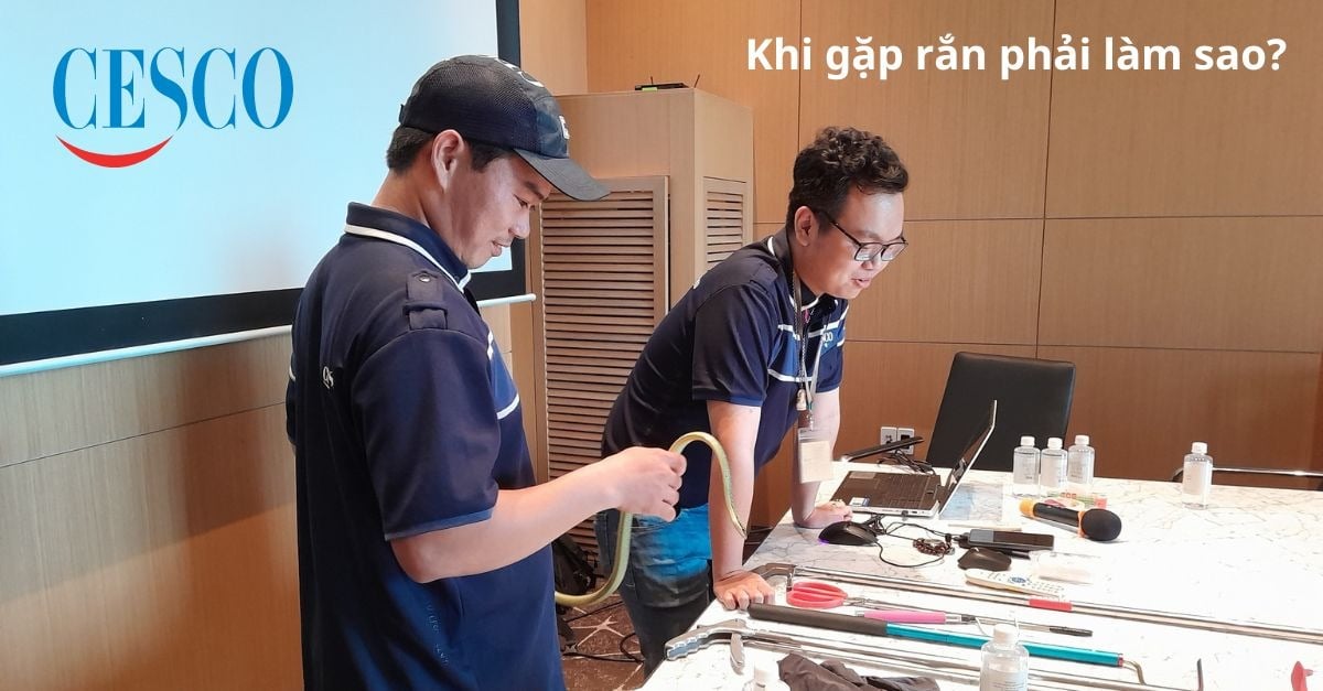 Gặp rắn phải làm sao? Cách xử lí khi có rắn bò vào nhà