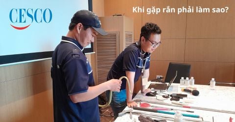 Gặp rắn phải làm sao? Cách xử lí khi có rắn bò vào nhà