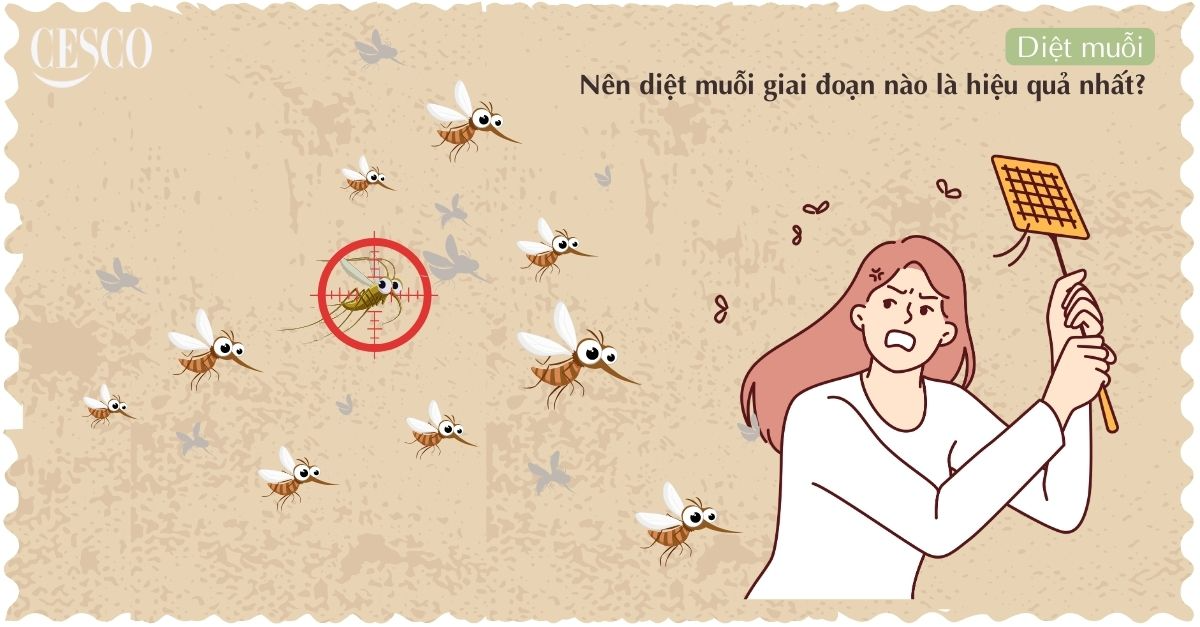 Nên diệt muỗi giai đoạn nào hiệu quả tận gốc nhất? Lưu ý khi diệt muỗi