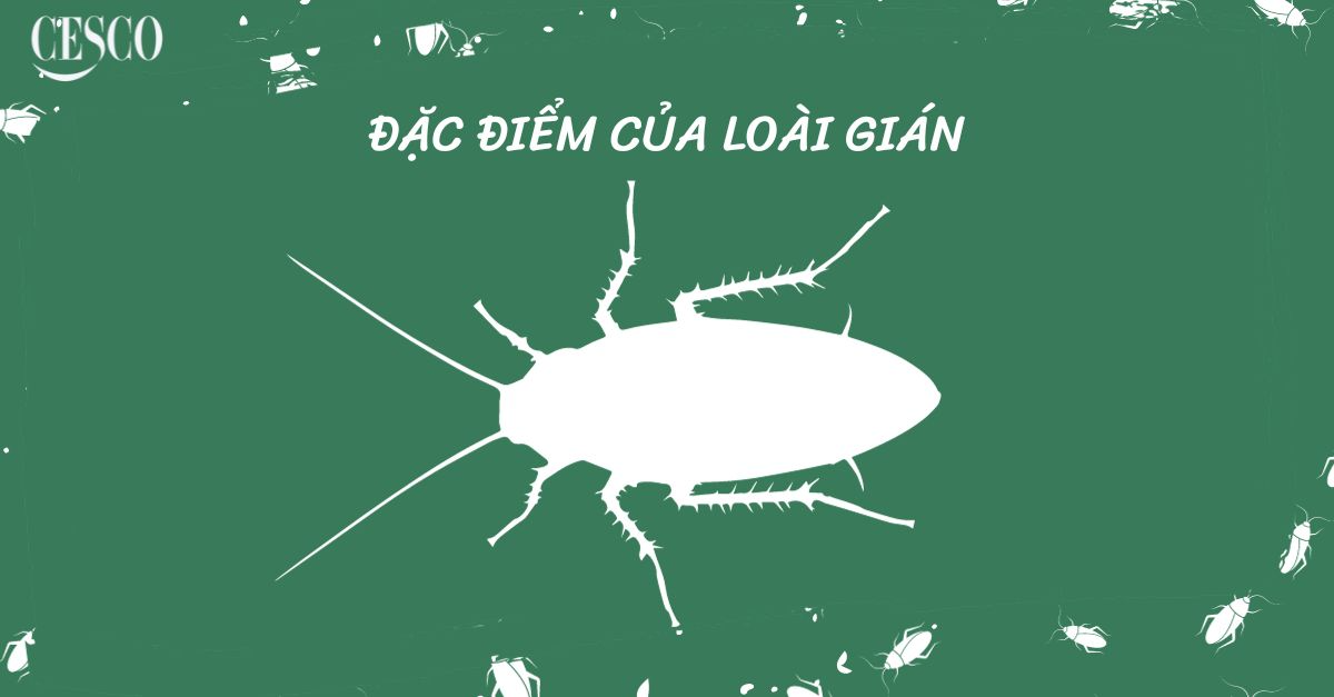 Vì sao loài gián ‘’bất tử’’ | Đặc điểm sinh học và cách ngăn chặn gián
