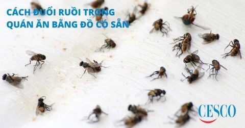 Cách đuổi ruồi trong quán ăn, nhà hàng bằng nguyên liệu có sẵn