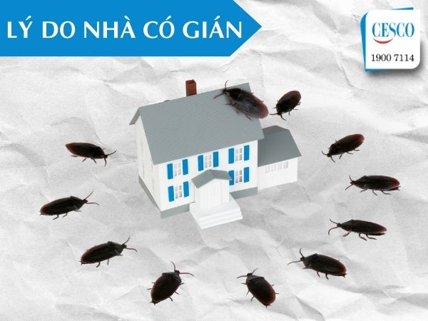 GIÁN Ở ĐÂU RA? VÌ SAO NHÀ NHIỀU GIÁN