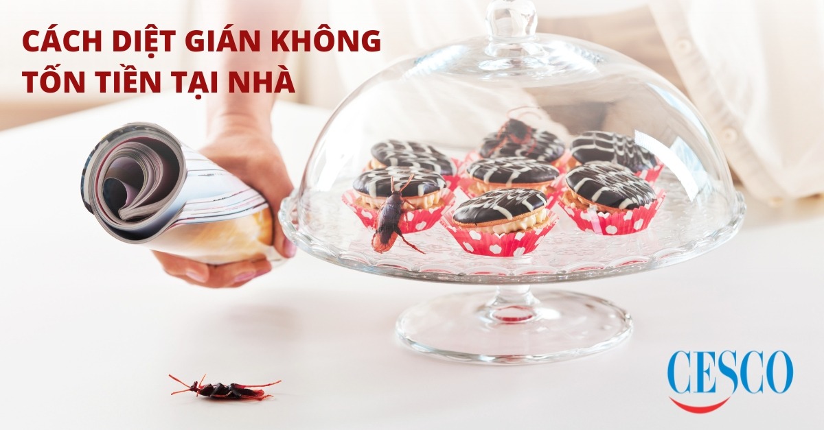 Cách diệt gián không tốn tiền tại nhà|Chỉ 0đ