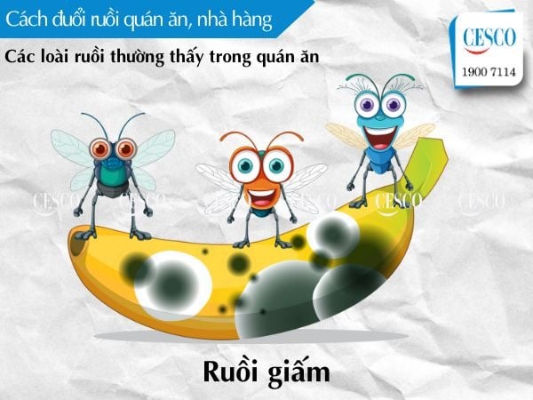 các loài ruồi cần diệt trong quán ăn, nhà hàng, cách diệt ruồi giấm cho nhà hàng, quán ăn