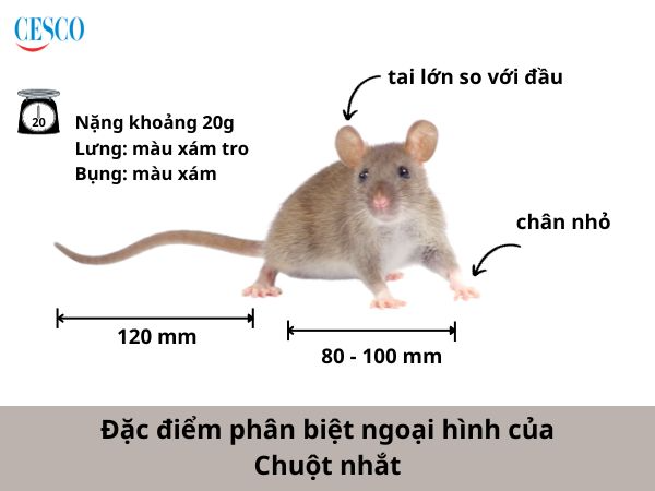 đặc điểm phân biệt ngoại hình chuột nhắt qau màu lông, cân nặng