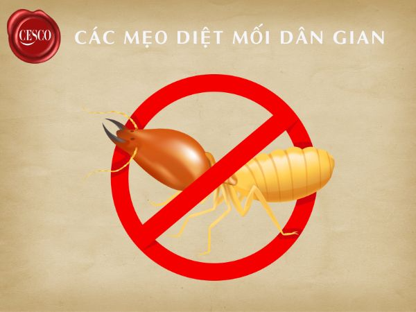 các mẹo diệt mối dân gian tận gốc, an toàn, nhanh chóng