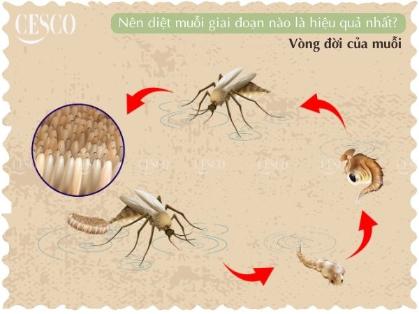 nên diệt muỗi vào giai đoạn nào trong vòng đời của muỗi sẽ hiệu quả, tận gốc