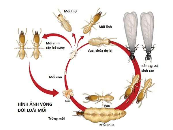 vòng đời của con mối gồm trứng mối, ấu trùng mối, mối trưởng thành