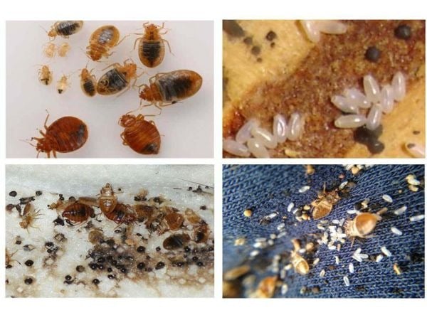 rệp giường là con gì, vòng đời của rệp giường, rệp giường con có cắn không