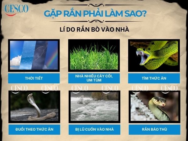 gặp rắn phải làm gì, cách xử lí khi gặp rắn và lí do gặp rắn là gì