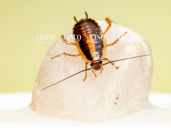 hình ảnh gián đức