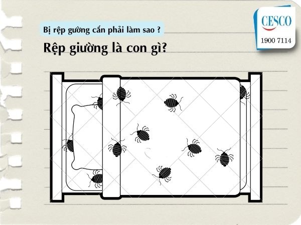 rệp giường là con gì? bị rệp giường cắn đốt có sao không và phải làm gì để xử lí