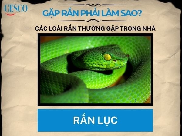 cách xử lí khi gặp rắn lục là gì? nên làm gì khi gặp rắn lục