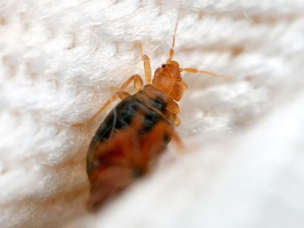 đặc điểm của rệp giường, rệp giường là con gì và vì sao rệp giường có trong nhà