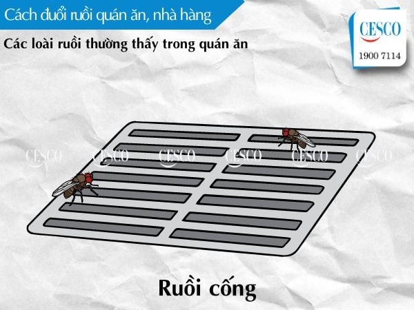 làm sao để diệt ruồi trong quán ăn, nhà hàng, cách diệt ruồi cống cho nhà hàng, quán ăn