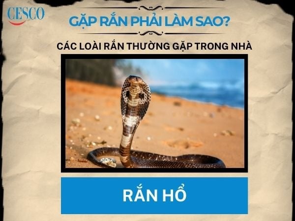 cách xử lí khi gặp rắn hổ là gì? nên làm gì khi gặp rắn hổ