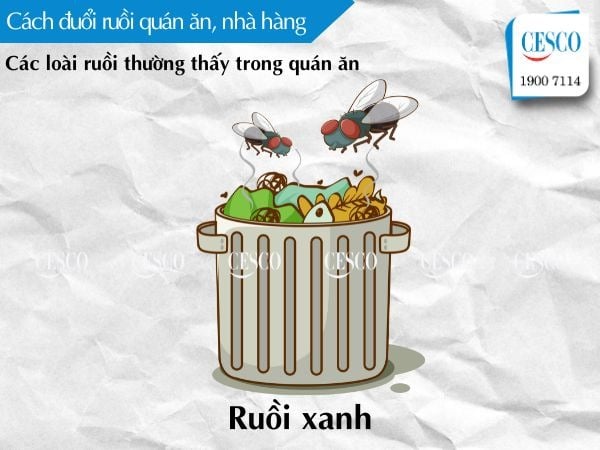 cách diệt ruồi xanh, ruồi trái cây trong quán ăn, nhà hàng như thế nào, làm gì để đuổi ruồi