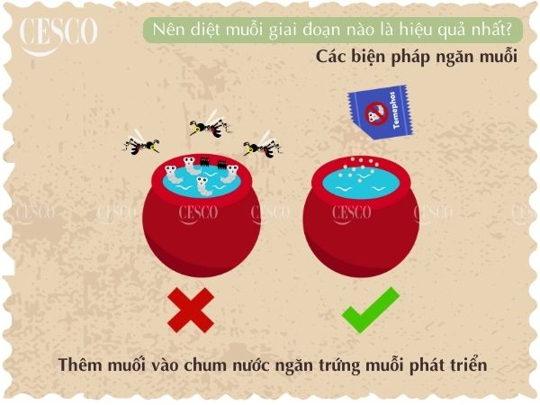 diệt muỗi giai đoạn nào hiệu quả nhất, đổ muối vào các chum nước sẽ giúp tăng hiệu quả diệt muỗi