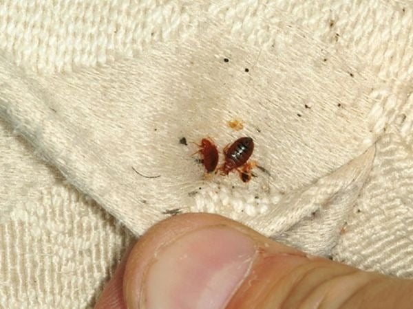 rệp giường ăn gì, con rệp giường có cắn không, con rệp giường là gì