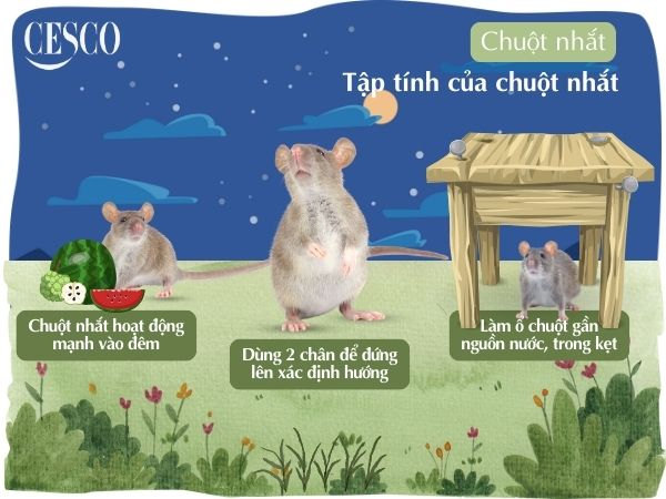 tập tính, đặc điểm của chuột nhắt là gì?