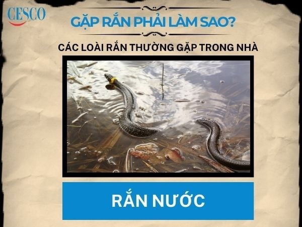 cách xử lí khi gặp rắn nước là gì? nên làm gì khi gặp rắn nước
