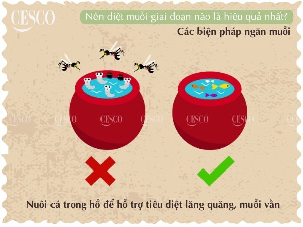 diệt muỗi giai đoạn nào hiệu quả nhất, nuôi cá ăn lăng quăng, giúp tăng hiệu quả diệt muỗi