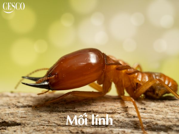mối lính sống được bao lâu, tuổi thọ của mối lính là bao nhiêu năm