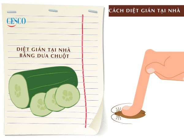cách diệt gián với dưa chuột tận gốc tại nhà đơn giản, không tốn tiền, hiệu quả nhanh chóng