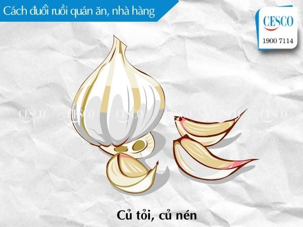 cách đuổi ruồi bằng tỏi, củ nén đơn giản, hiệu quả cho nhà hàng,quán ăn