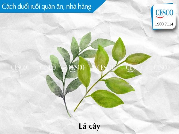 đuổi ruồi bằng lá cây cho quán ăn, nhà hàng như thế nào, cách đuổi ruồi hiệu quả tận gốc