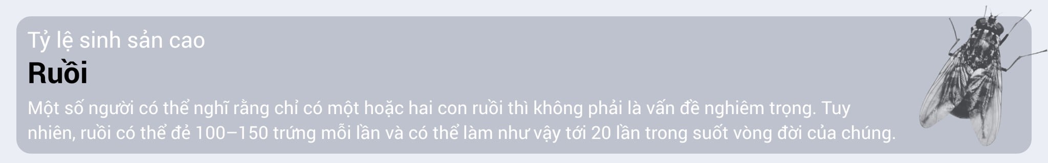 den-bat-con-trung-bay-cesco-hien-dai
