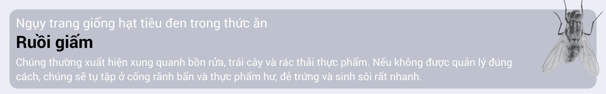 den-bat-con-trung-bay-cesco-hien-dai