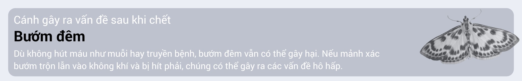 den-bat-con-trung-bay-cesco-hien-dai