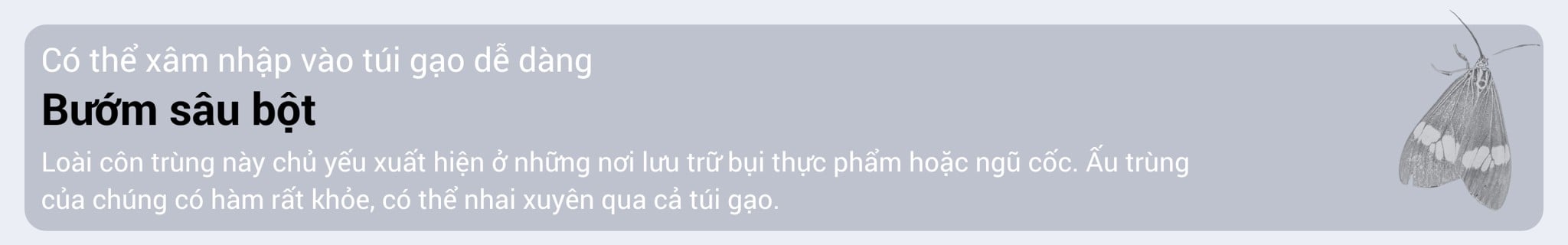 den-bat-con-trung-bay-cesco-hien-dai