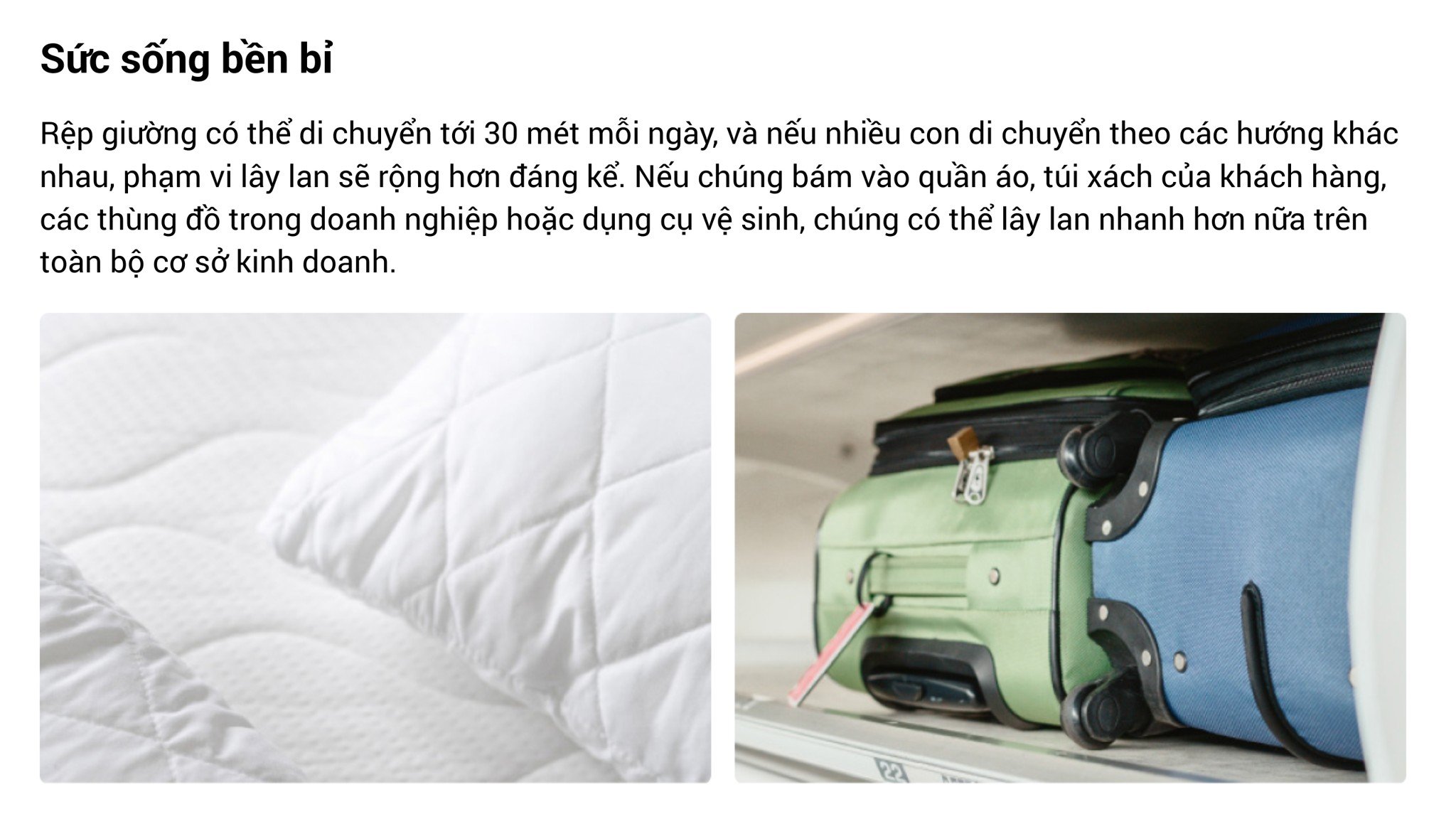dich-vu-kiem-soat-rep-giuong-voi-co-so-luu-tru-cua-cesco-chuyen-nghiep