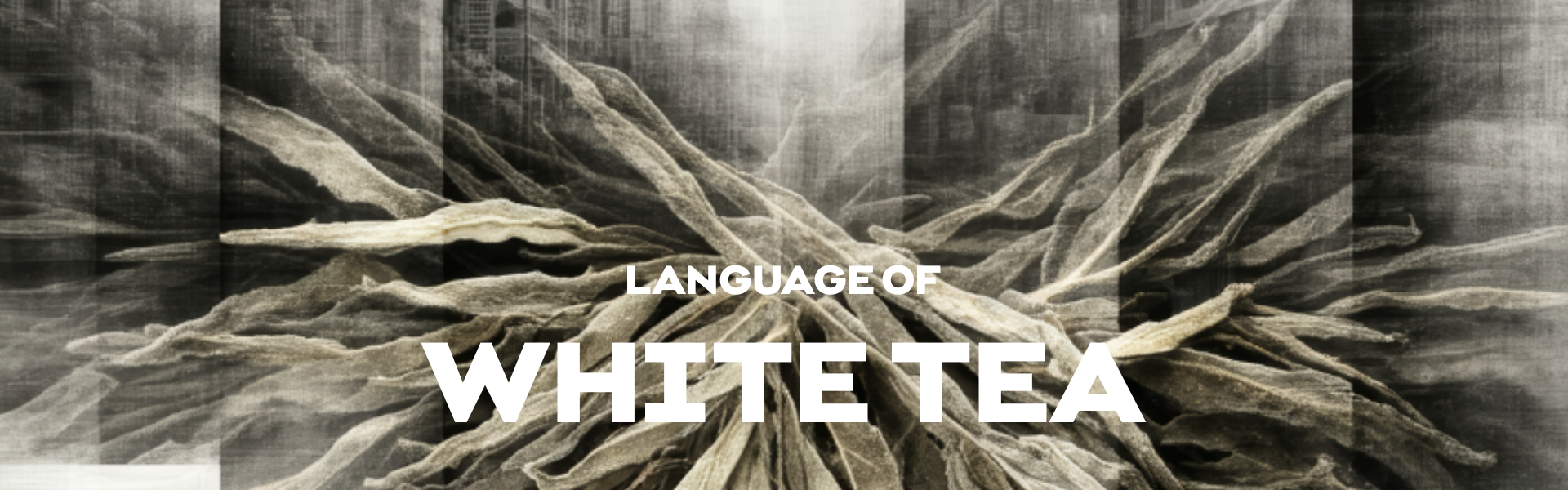 LANGUAGE OF WHITE TEA