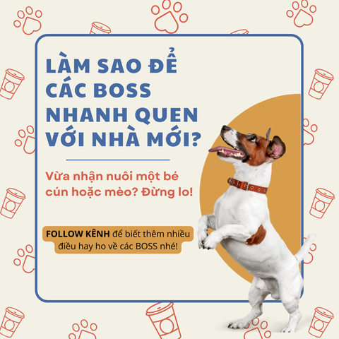 Làm sao để boss nhanh quen với nhà mới?