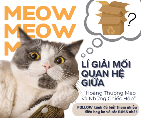 Vì Sao Mèo Lại Mê Hộp Carton?