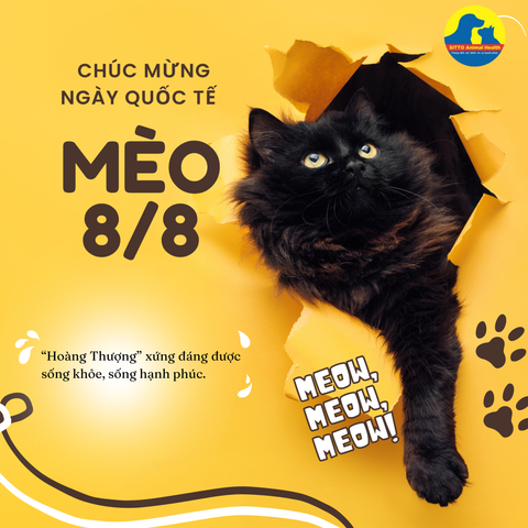 CHÚC MỪNG NGÀY QUỐC TẾ MÈO - “HOÀNG THƯỢNG” XỨNG ĐÁNG VỚI ĐIỀU TỐT NHẤT