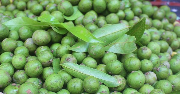 Cách giảm cân bằng quả sấu hiệu quả