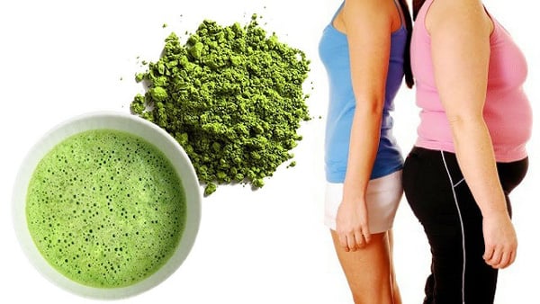Bột trà xanh làm đốt mỡ 