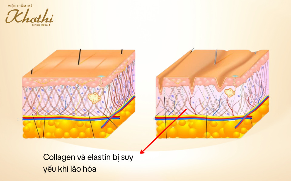 cấu trúc da lão hóa