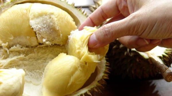 Chỉ nên ăn sầu riêng với lượng vừa phải